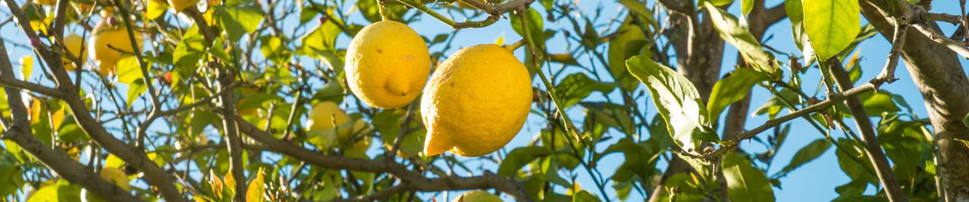 Lemon Tree